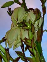 Yucca Bloom